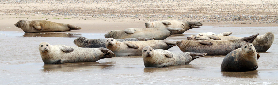 Seals at Blakeney Point