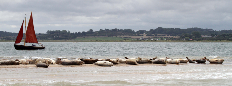 Sailing with seals at Blakeney Point