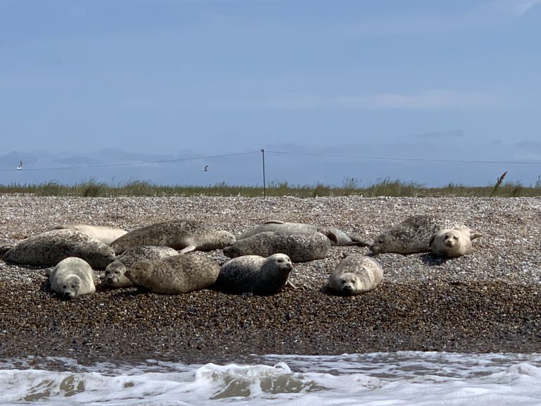 Seals at Blakeney Point