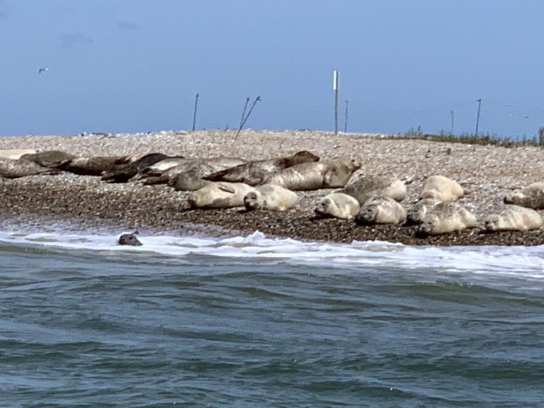 Seals at Blakeney Point