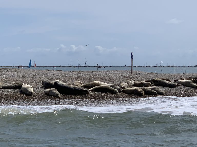 Seals at Blakeney Point