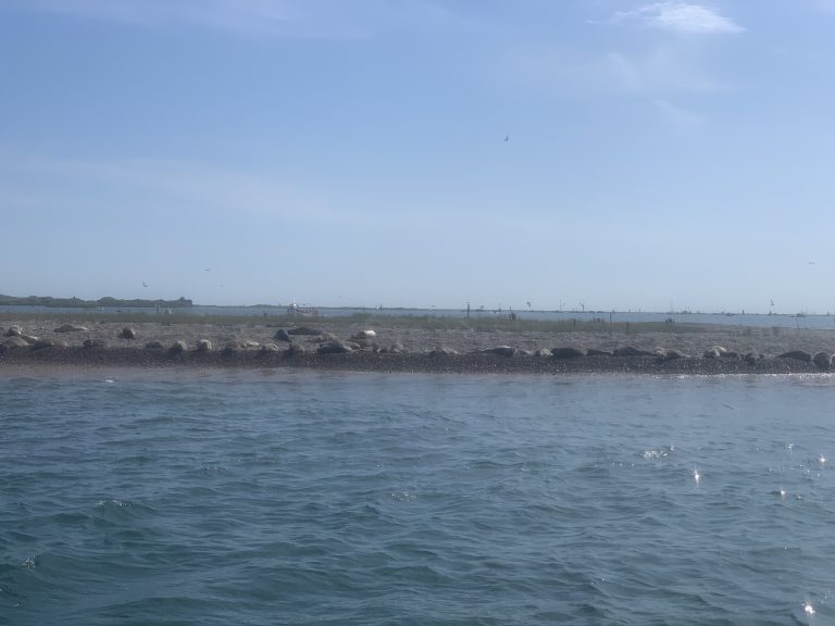 Seals at Blakeney Point