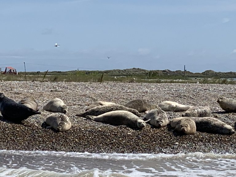 Seals at Blakeney Point