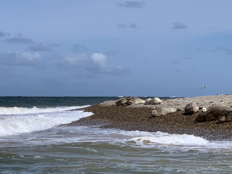 Seals at Blakeney Point