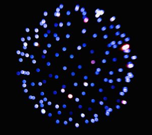 Blakeney Fireworks